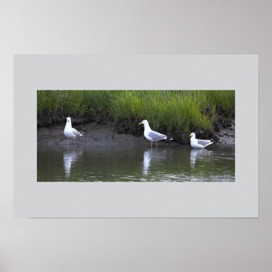 Meeuwen bij het Water Poster (Voorkant)
