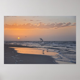 Meeuwen bij zonsopgang op een strand in Florida Poster