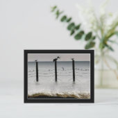 Meeuwen en een Pelikaan Briefkaart (Staand voorkant)