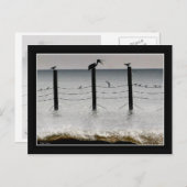 Meeuwen en een Pelikaan Briefkaart (Voorkant / Achterkant)