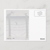 Meeuwen en een Pelikaan Briefkaart (Achterkant)