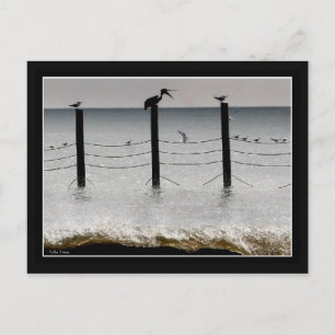 Meeuwen en een Pelikaan Briefkaart