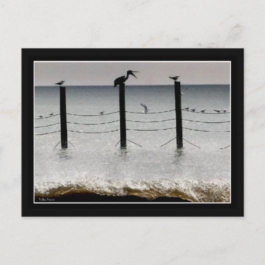 Meeuwen en een Pelikaan Briefkaart (Voorkant)