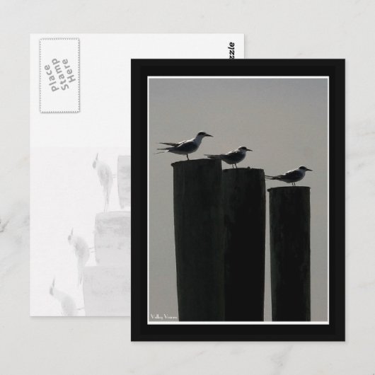 Meeuwen geparkeerd briefkaart (Voorkant / Achterkant)