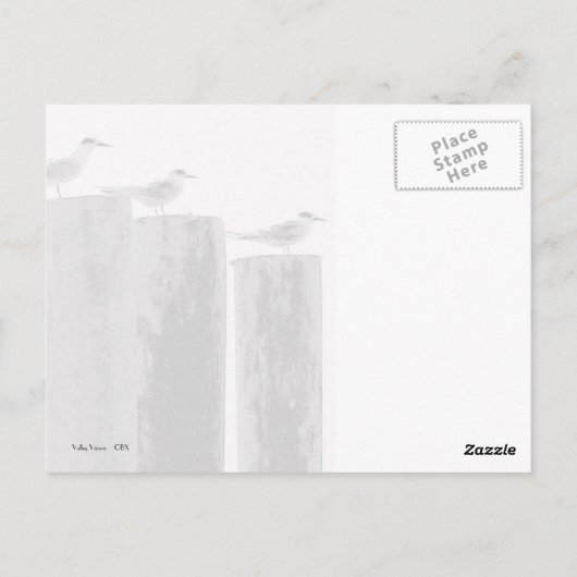 Meeuwen geparkeerd briefkaart (Achterkant)