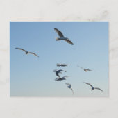 Meeuwen in vlucht briefkaart (Voorkant)