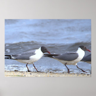 Meeuwen langs de kustlijn poster