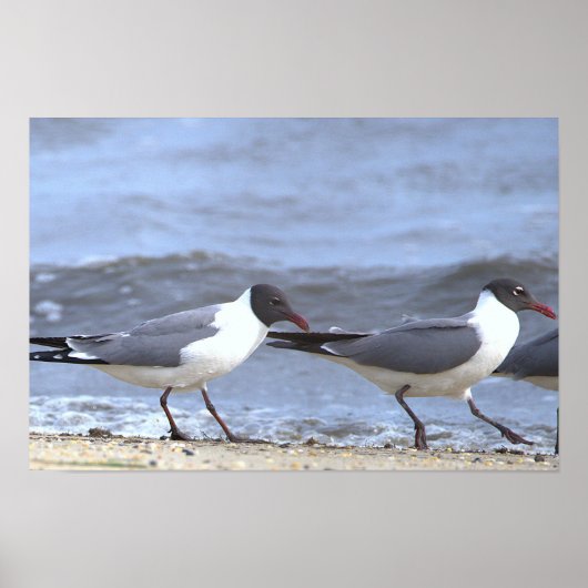 Meeuwen langs de kustlijn poster (Voorkant)