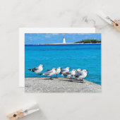 Meeuwen, Nassau, Bahama's  Kaart (Voorkant / Achterkant in situ)