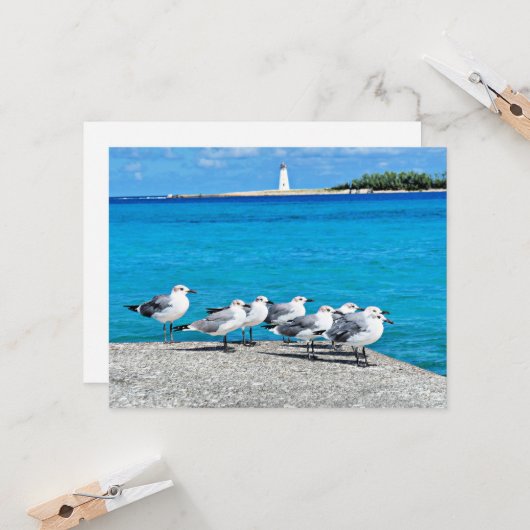 Meeuwen, Nassau, Bahama's  Kaart (Voorkant / Achterkant in situ)