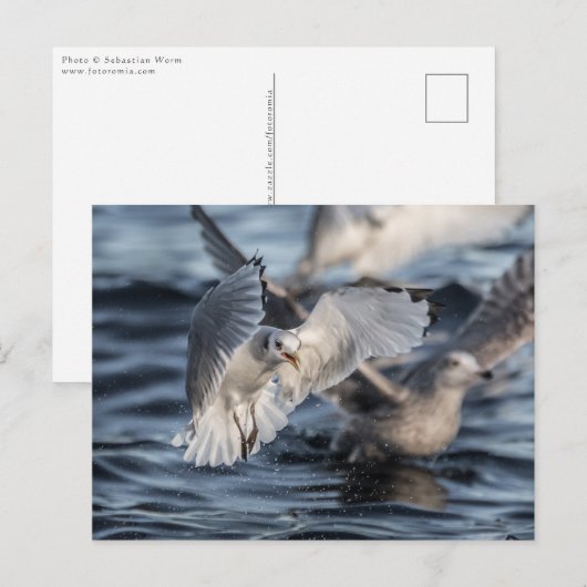 Meeuwen Natuur Foto Briefkaart (Voorkant / Achterkant)