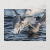 Meeuwen Natuur Foto Briefkaart (Voorkant)