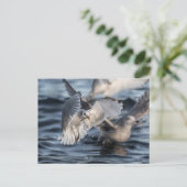 Meeuwen Natuur Foto Briefkaart (Staand voorkant)