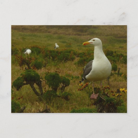 Meeuwen op Anacapa Island Briefkaart (Voorkant)