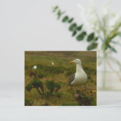 Meeuwen op Anacapa Island Briefkaart (Staand voorkant)