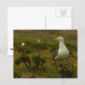 Meeuwen op Anacapa Island Briefkaart (Voorkant / Achterkant)