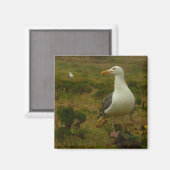 Meeuwen op Anacapa Island Magneet (Voorkant / Achterkant)