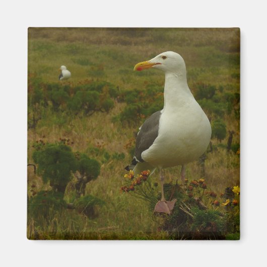 Meeuwen op Anacapa Island Magneet (Voorkant)