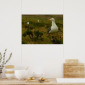 Meeuwen op Anacapa Island Poster (Keuken)