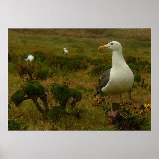 Meeuwen op Anacapa Island Poster (Voorkant)