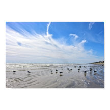 Meeuwen op een strand van Galveston Island, Texas