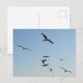 Meeuwen vliegen over oceaan kust wilde dieren vrij briefkaart (Voorkant / Achterkant)