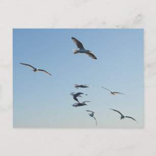 Meeuwen vliegen over oceaan kust wilde dieren vrij briefkaart