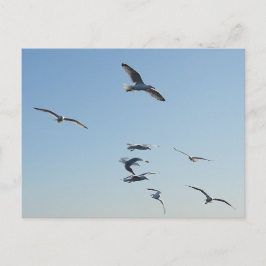 Meeuwen vliegen over oceaan kust wilde dieren vrij briefkaart (Voorkant)