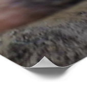 Meg de Varken Poster (Hoek)