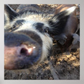 Meg de Varken Poster (Voorkant)