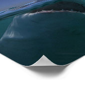 Megalodon Poster (Hoek)