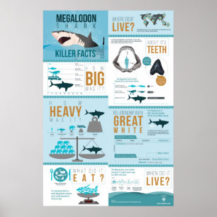 Megalodon Shark - Diller Facts! 24x36 inch Poster