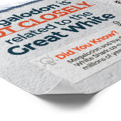 Megalodon Shark - Predator! 24x36 inch Poster (Hoek)