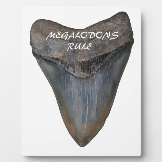 Megalodon Shark Tooth Fotoplaat (Voorkant)