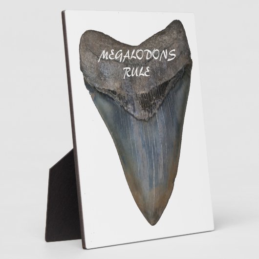 Megalodon Shark Tooth Fotoplaat (Zijkant)
