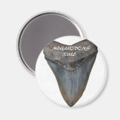 Megalodon Shark Tooth Magneet (Voorkant / Achterkant)