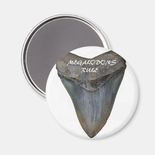 Megalodon Shark Tooth Magneet (Voorkant / Achterkant)