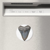 Megalodon Shark Tooth Magneet (Insitu (Vaatwasser))