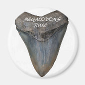Megalodon Shark Tooth Magneet (Voorkant)
