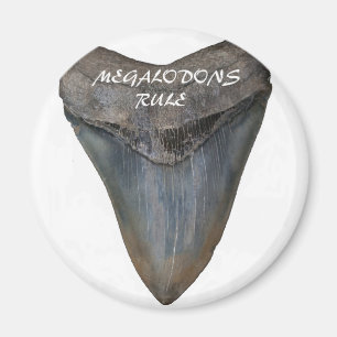 Megalodon Shark Tooth Magneet