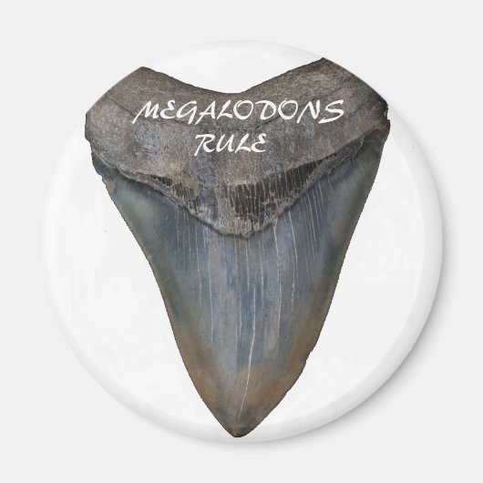 Megalodon Shark Tooth Magneet (Voorkant)