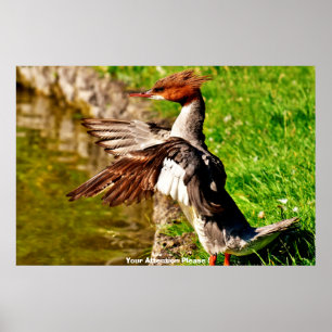 Meganser Duck Poster