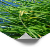 Meganser Duck Poster (Hoek)