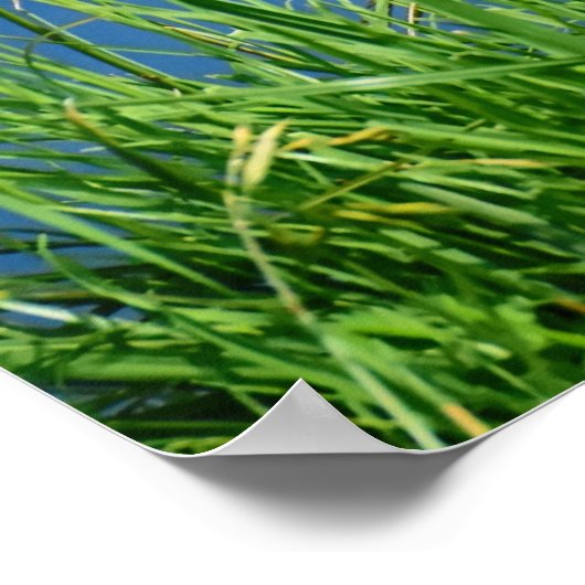 Meganser Duck Poster (Hoek)