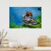 Meganser Duck Poster (Keuken)