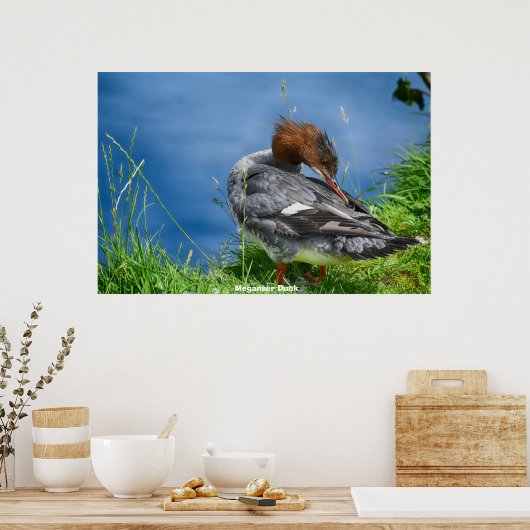 Meganser Duck Poster (Keuken)