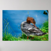 Meganser Duck Poster (Voorkant)
