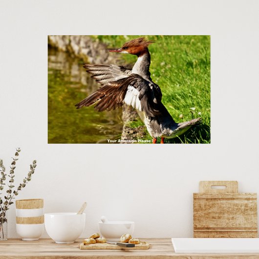 Meganser Eend Poster (Keuken)