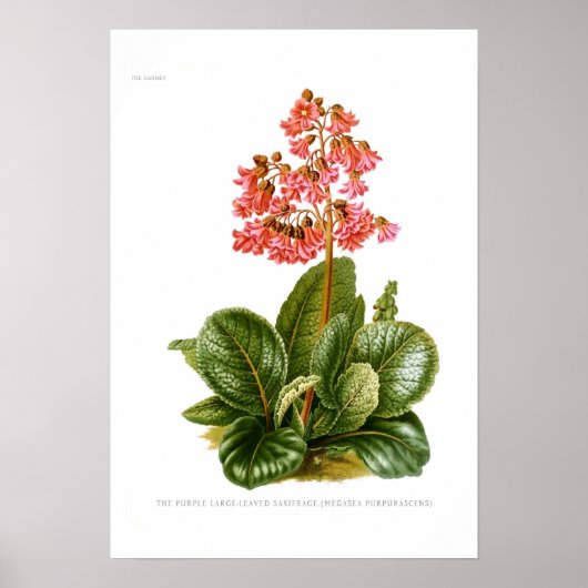 Megasea purpurascens (paarse saxifrage) poster (Voorkant)