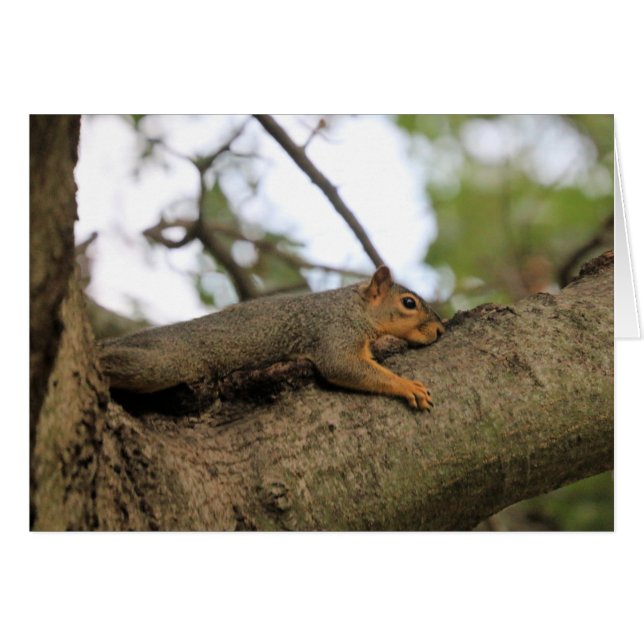 Meh (Voorkant Horizontaal)